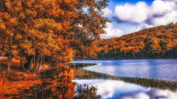 brown leafed trees, nature, forest, river, wood, fall, blue, dead trees, lake, HD wallpaper