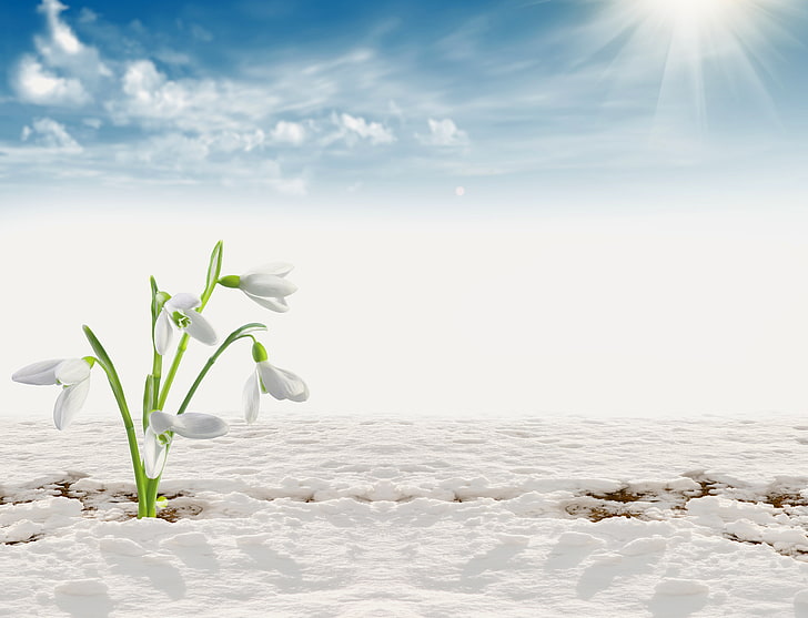 white flowers, the sun, clouds, snow, snowdrop, HD wallpaper