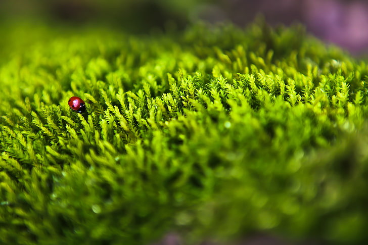 green forest animals insects bug moss macro depth of field ladybirds 5616x3744  Animals Bugs HD Art , Green, forest, HD wallpaper
