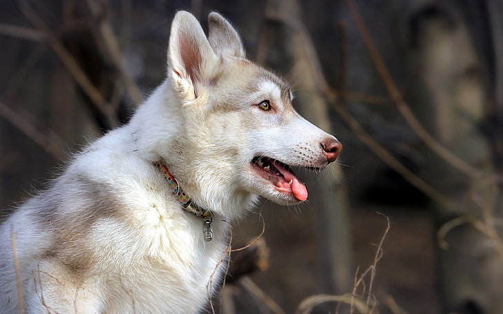 adult brown and white dog, husky, dog, holiday, profile, HD wallpaper