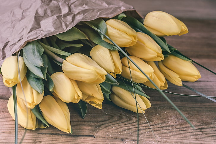flowers, plants, tulips, HD wallpaper