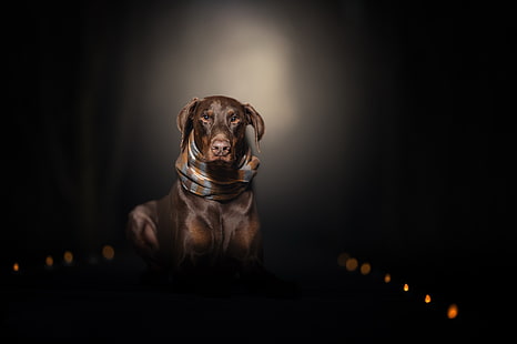 어둠, 개, 동물, 스카프, HD 배경 화면 HD wallpaper