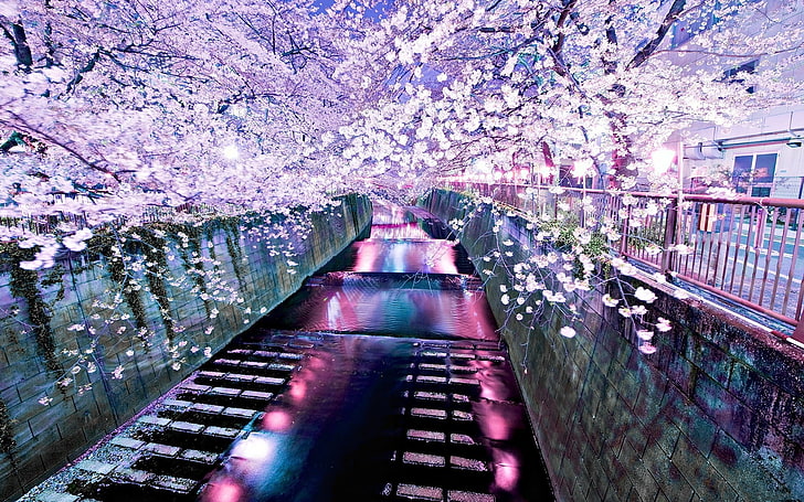 cherry blossom trees, river, cherry blossom, nature, HD wallpaper
