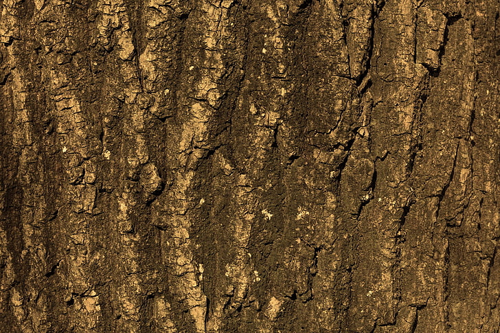 background, bark, close, elm, grain, log, nature, pattern, structure, texture, tree, tribe, wood, wood grain, HD wallpaper