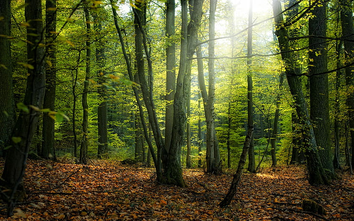 hutan, lanskap, pohon mati, Wallpaper HD