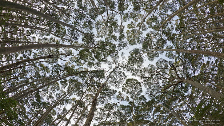 ゴムの木の森、ニューサウスウェールズ州、オーストラリア、オセアニア、 HDデスクトップの壁紙