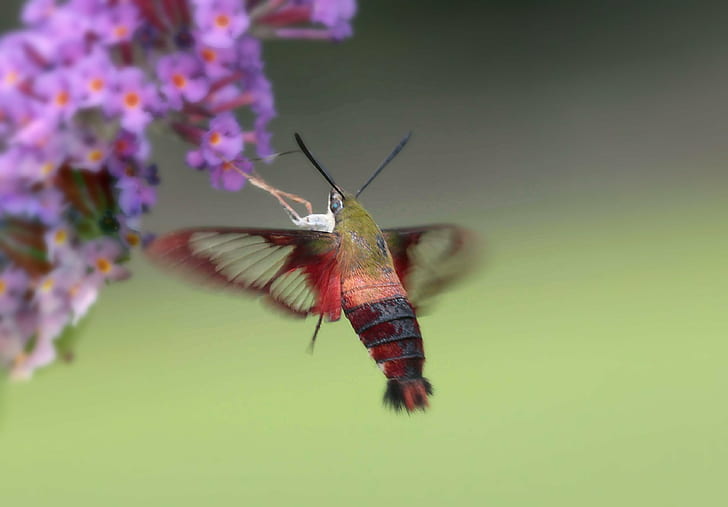 red and brown Hummingbird moth, clearwing moth, hummingbird, clearwing moth, Clearwing Moth, red, brown, Hummingbird moth, north carolina, richmond county, butterfly bush, insect, butterfly - Insect, nature, animal Wing, animal, close-up, macro, summer, wildlife, HD wallpaper