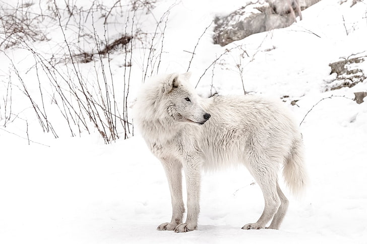 Animal, Wolf, Arctic Wolf, Snow, White, Wildlife, predator (Animal), HD wallpaper