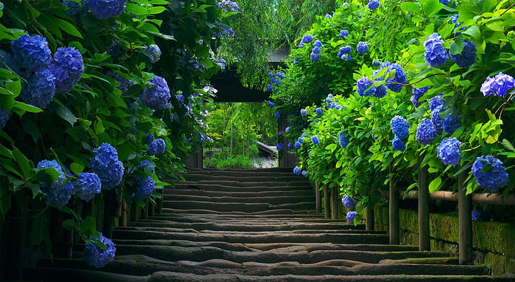 Japanischer Garten - Treppe, blaue Blumen mit grünen Blättern, Asien, Japan, Grün, Blumen, HD-Hintergrundbild