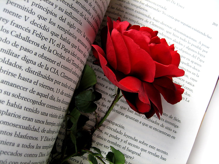 red rose, rose, flower, book, page, HD wallpaper