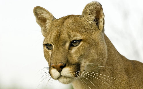 Lionness marrone, puma, viso, predatore, occhi, Sfondo HD HD wallpaper