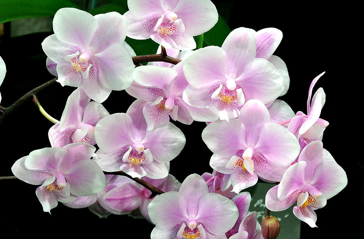 white and pink orchids, orchid, flower, twig, black background, HD wallpaper