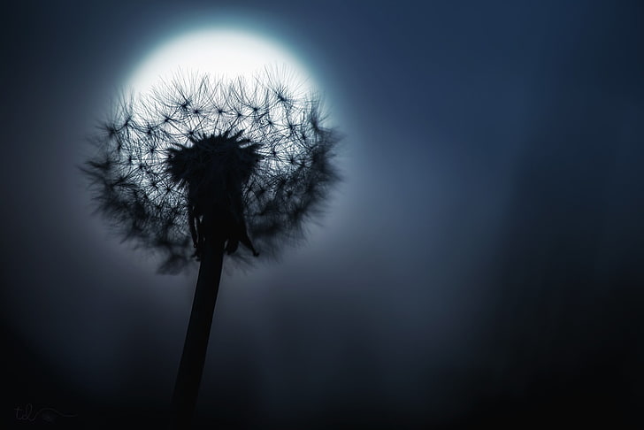 silhouette photography of dandelion flower, photography, dandelion, Moon, macro, HD wallpaper