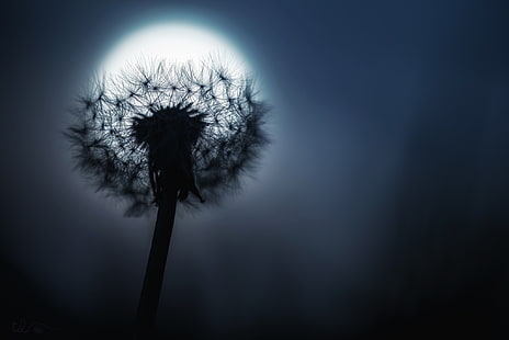 silhouette photography of dandelion flower, photography, dandelion, Moon, macro, HD wallpaper HD wallpaper
