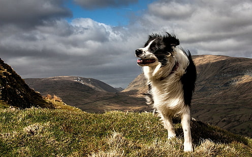pies, zwierzęta, przyroda, krajobraz, wietrznie, Border Collie, Tapety HD HD wallpaper