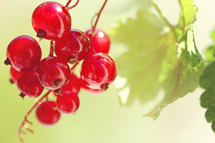 red berries, berry, red, currant, HD wallpaper