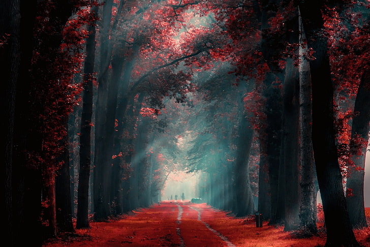 люди, стоящие между высокими деревьями, путь между красными лиственными деревьями в дневное время, природа, пейзаж, осень, путь, туман, красный, листья, деревья, солнечный свет, люди, утро, HD обои