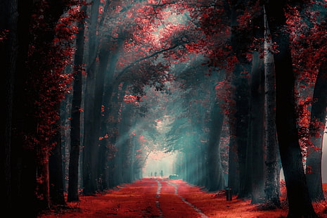 pessoas em pé entre árvores altas, caminho entre árvores de folhas vermelhas durante o dia, natureza, paisagem, outono, caminho, névoa, vermelho, folhas, árvores, luz solar, pessoas, manhã, HD papel de parede HD wallpaper