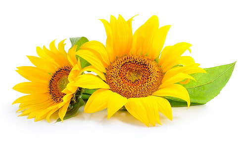 två gula solrosor, solrosor, blommor, löv, HD tapet HD wallpaper