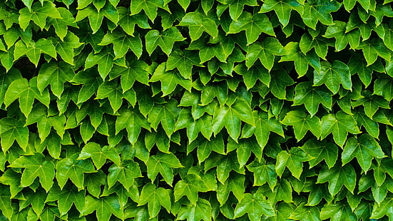 Blatt, grüne Blätter, grüner Zaun, HD-Hintergrundbild HD wallpaper