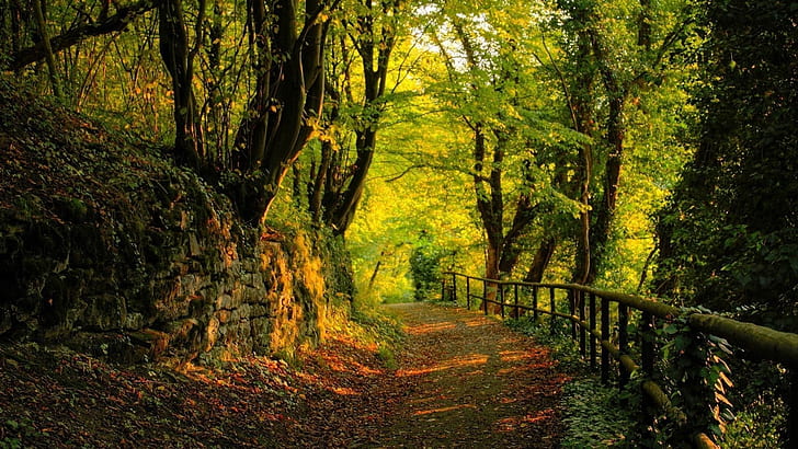 forest path moss 1920x1080  Nature Forests HD Art , forest, path, HD wallpaper