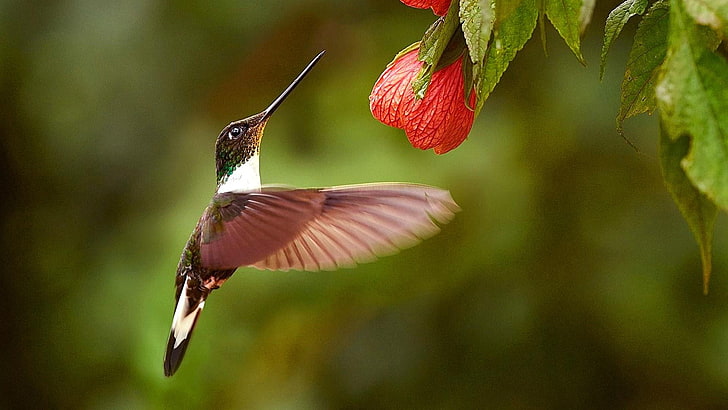 bird, hummingbird, fauna, fly, beak, wildlife, flora, leaf, flower, flight, wing, HD wallpaper