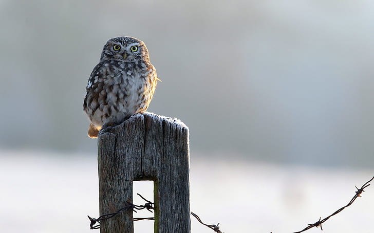 Owl on Fence, valla, animales, Fondo de pantalla HD