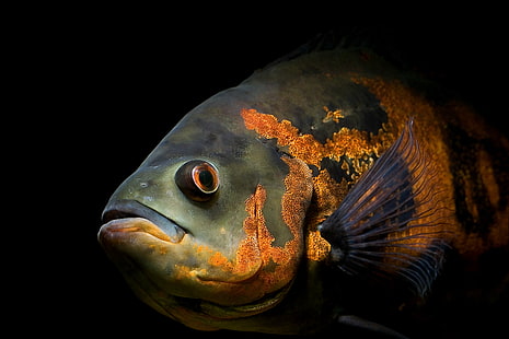 fish oscar, HD wallpaper HD wallpaper