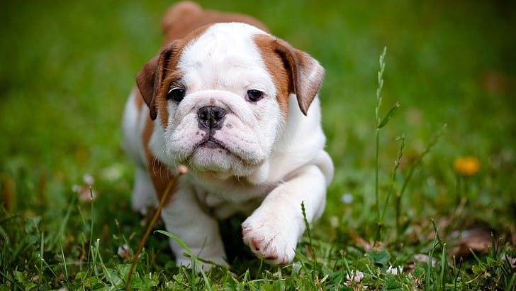 Bulldog, cute puppy, grass, Bulldog, Cute, Puppy, Grass, HD wallpaper