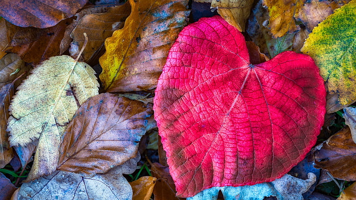 الأوراق ، الخريف ، ألوان الخريف ، الأوراق ، الأوراق الجافة ، القلب ، أوراق الخريف، خلفية HD