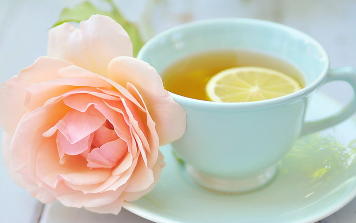 teacup lemon rose-Plants HD Photo Wallpaper, HD wallpaper