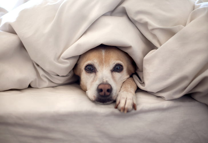 สัตว์สุนัขนอนบนเตียง, วอลล์เปเปอร์ HD
