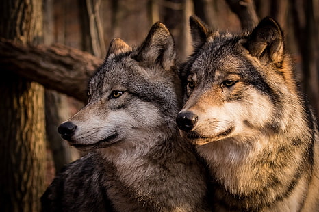 две серые волки, семья, пара, волки, HD обои HD wallpaper