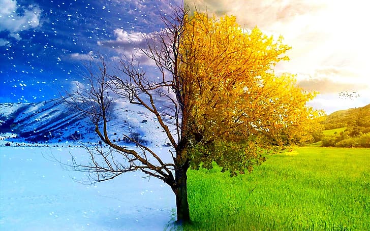 tronco d'albero, stagioni, Sfondo HD