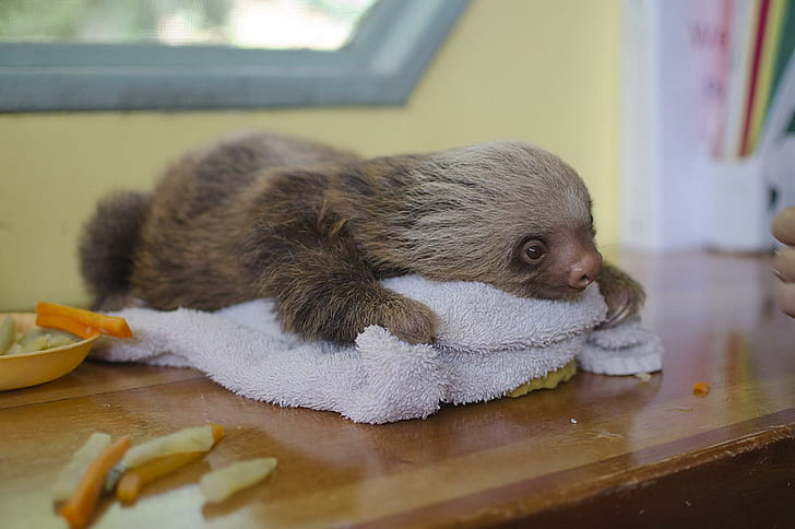 sloth, lying, animal, towel, sloth, lying, animal, towel, HD wallpaper