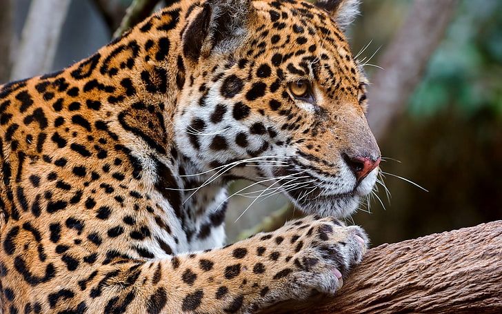 leopardo marrom e preto, leopardo, olhar, perfil, HD papel de parede