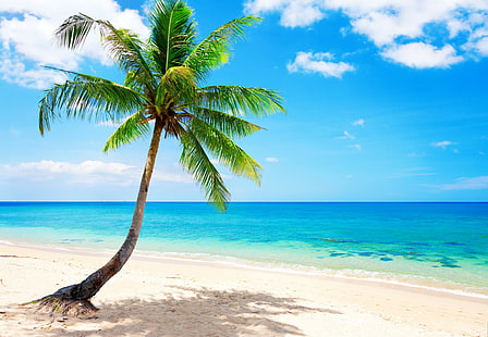 Beach, Blue, coast, emerald, ocean, palm, paradise, sea, tropical, HD wallpaper HD wallpaper