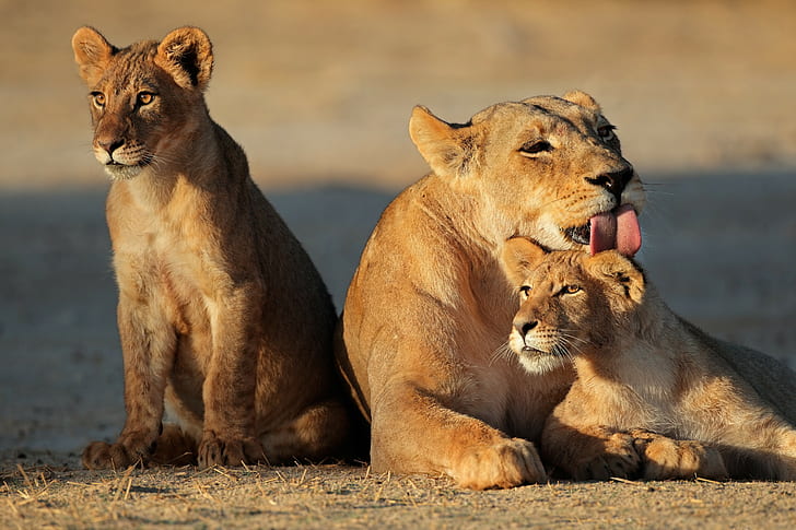 Família leoa, leoa marrom e filhote, leoa, gato, filhotes de leão, filhote de leão, filhote, família, língua, lavagem, HD papel de parede