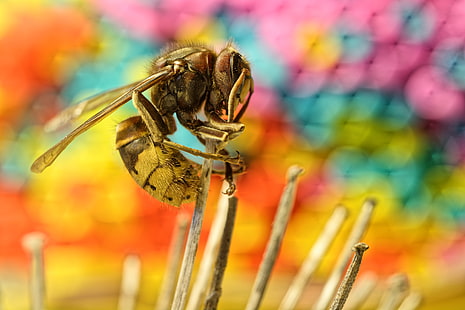 Insekt, Tiere, Makro, Wespen, HD-Hintergrundbild HD wallpaper