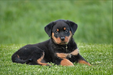 ลูกสุนัขพันธุ์ร็อตไวเลอร์สีดำและมะฮอกกานีลูกสุนัขสุนัขนอน, วอลล์เปเปอร์ HD HD wallpaper