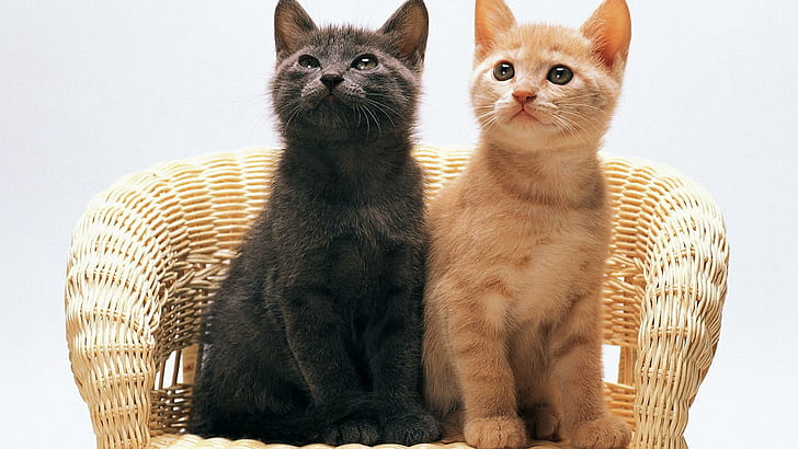 Two Cats On A Chair, feline, chair, kitten, animal, animals, HD wallpaper
