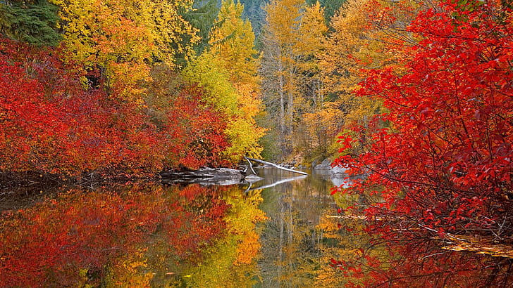 ธรรมชาติต้นไม้ป่าทะเลสาบสะท้อน, วอลล์เปเปอร์ HD