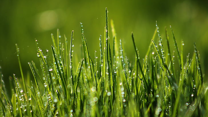 تصوير بؤري انتقائي لقطرات الندى المائية على شفرات العشب الأخضر ، العشب الأخضر ، 4k ، خلفية عالية الدقة ، 8 كيلو ، الحقل ، الندى، خلفية HD