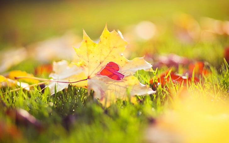 maple macro autumn grass-High Quality HD Wallpaper, yellow leaf, HD wallpaper