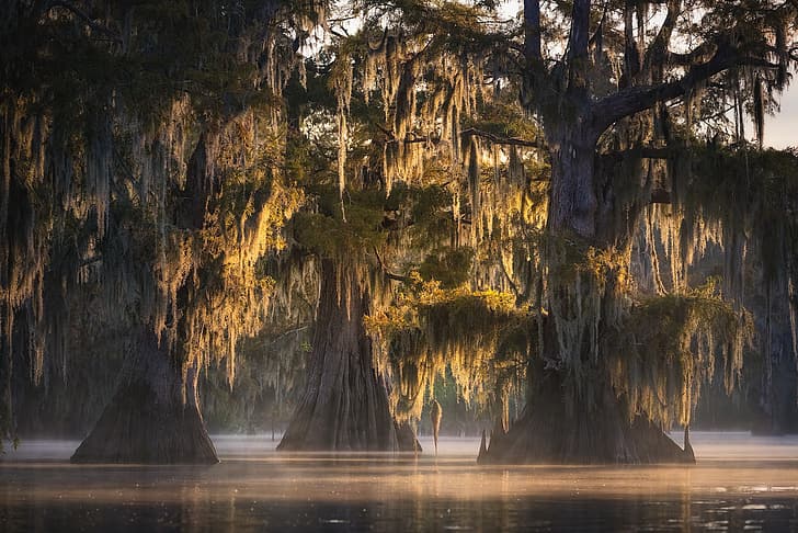 swamp, backlight, Louisiana, fall colors, spanish moss, Atchafalaya Basin, Misty Trio, HD wallpaper
