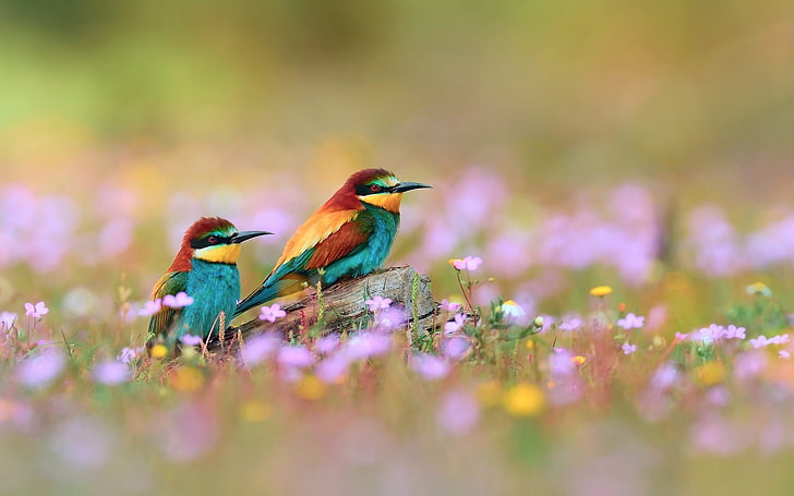 due uccelli blu-rossi-e-gialli, uccelli, campo, erba, fiori, sfocatura, Sfondo HD