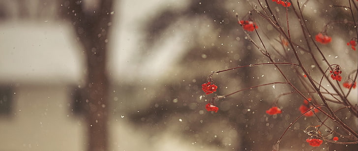 붉은 꽃잎 꽃, 초광각, 사진, 자연, HD 배경 화면