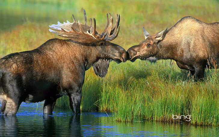 two brown mooses with text overlay, grass, river, Alaska, pair, horns, USA, moose, Denali national Park, Wonder Lake, HD wallpaper