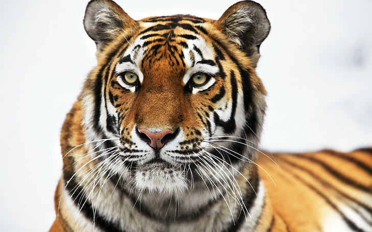 Siberian Tiger, south china tiger, siberian, tiger, tigers, HD wallpaper