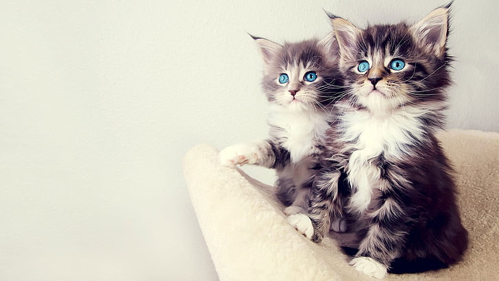 two brown Persian tabby kittens, cat, blue eyes, kittens, animals, HD wallpaper